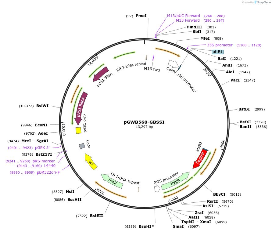 213866-plasmid-map-sequence-id-425339