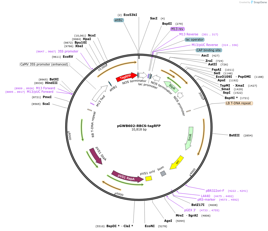 213868-plasmid-map-sequence-id-425344