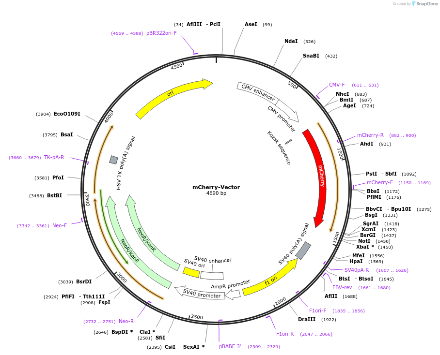214477-plasmid-map-sequence-id-425586