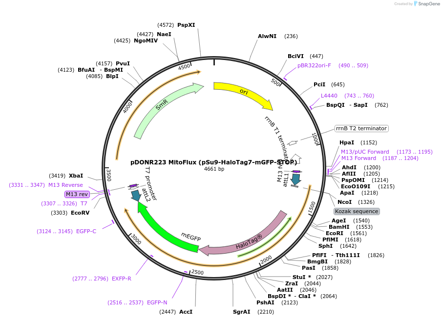 215001-plasmid-map-sequence-id-425587