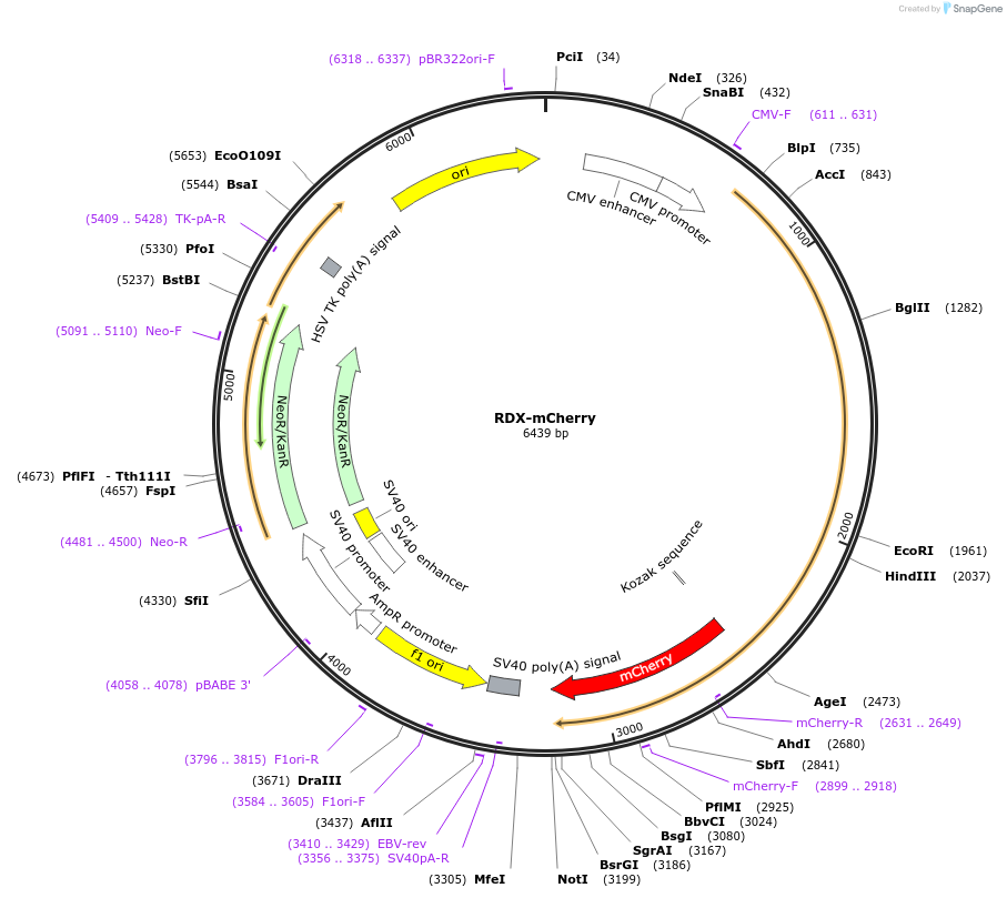 214476-plasmid-map-sequence-id-425590