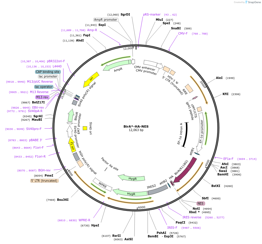214473-plasmid-map-sequence-id-425592