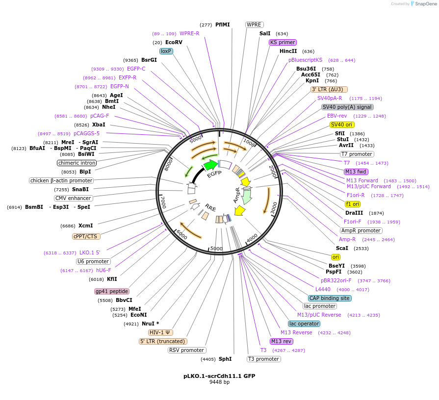 209104-plasmid-map-sequence-id-425595