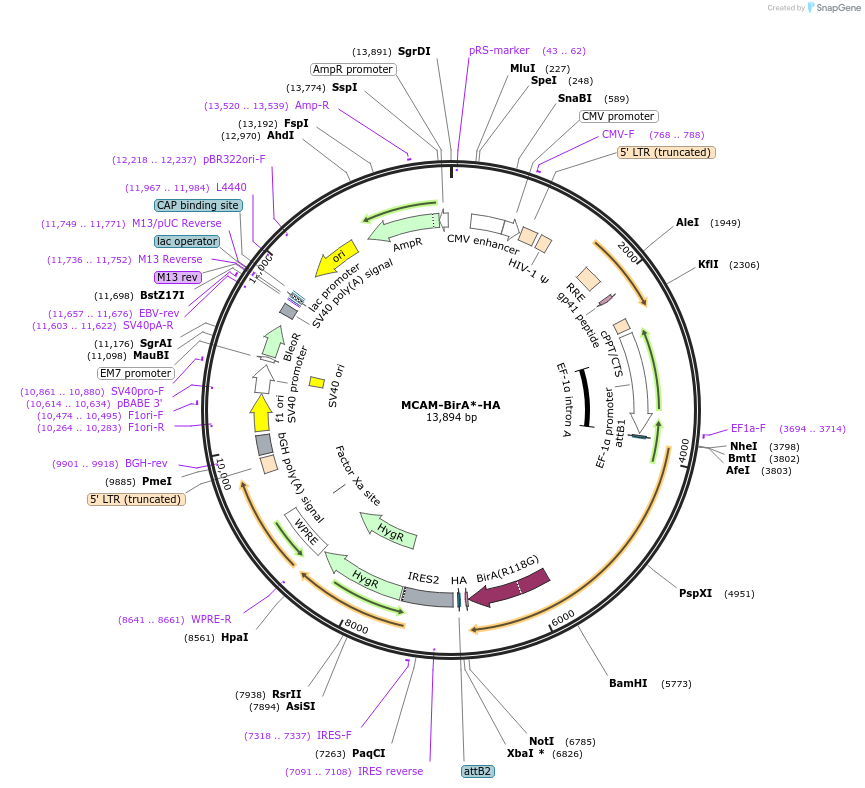 214472-plasmid-map-sequence-id-425599