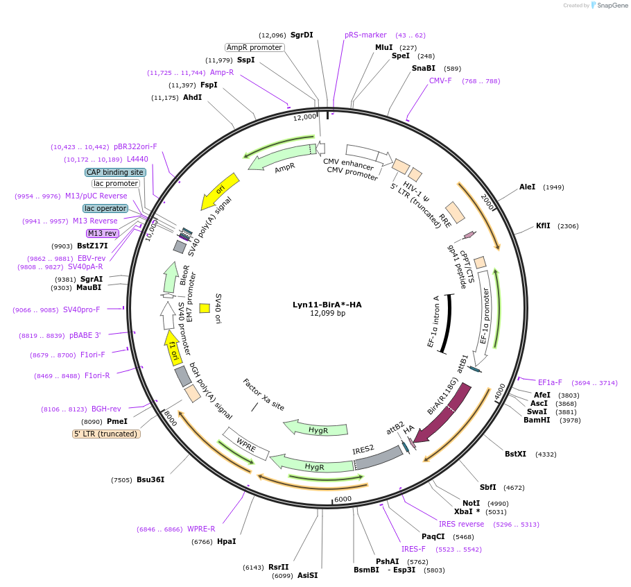 214474-plasmid-map-sequence-id-425600