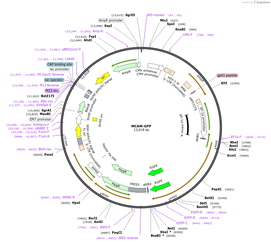 214475-plasmid-map-sequence-id-425601