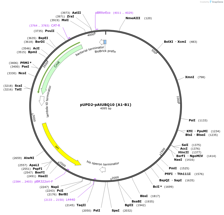 214914-plasmid-map-sequence-id-425606