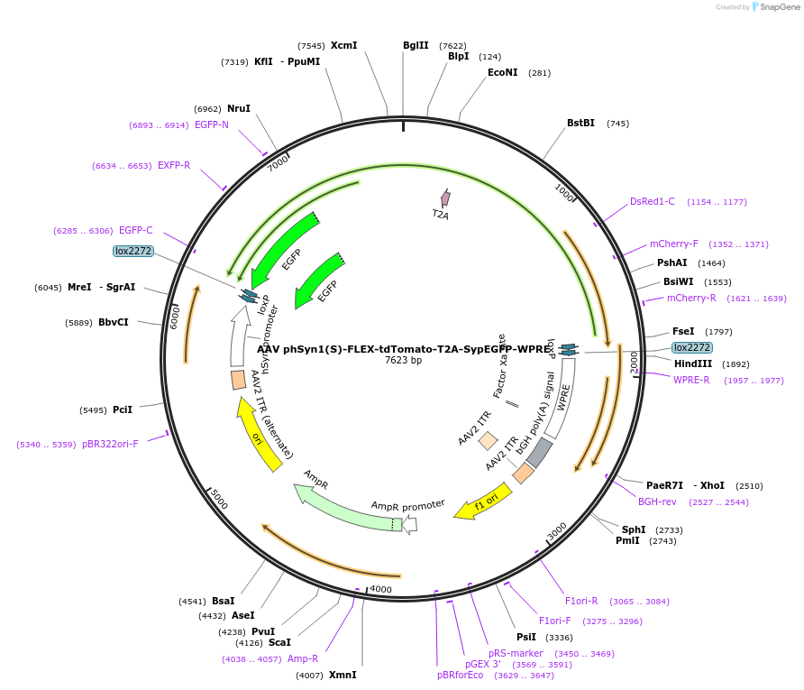 51509-plasmid-map-sequence-id-425635
