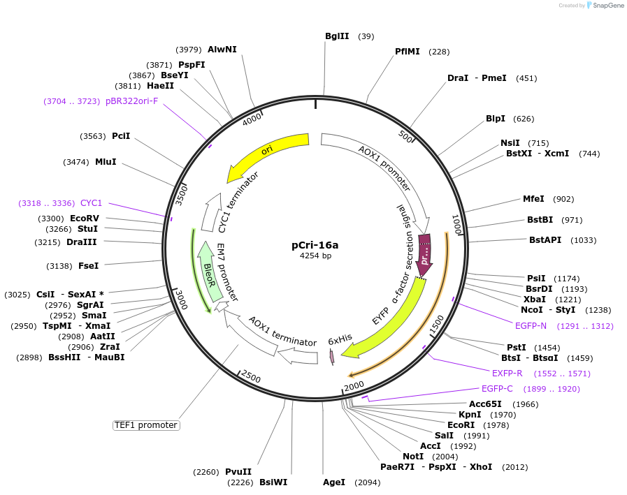 61324-plasmid-map-sequence-id-425636