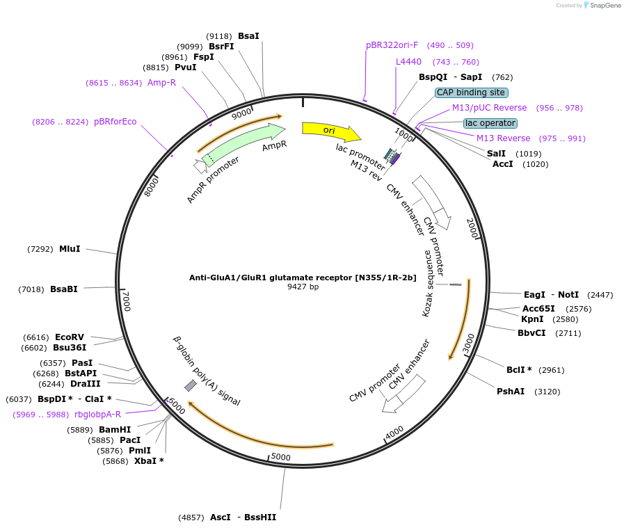 206670-plasmid-map-sequence-id-425689