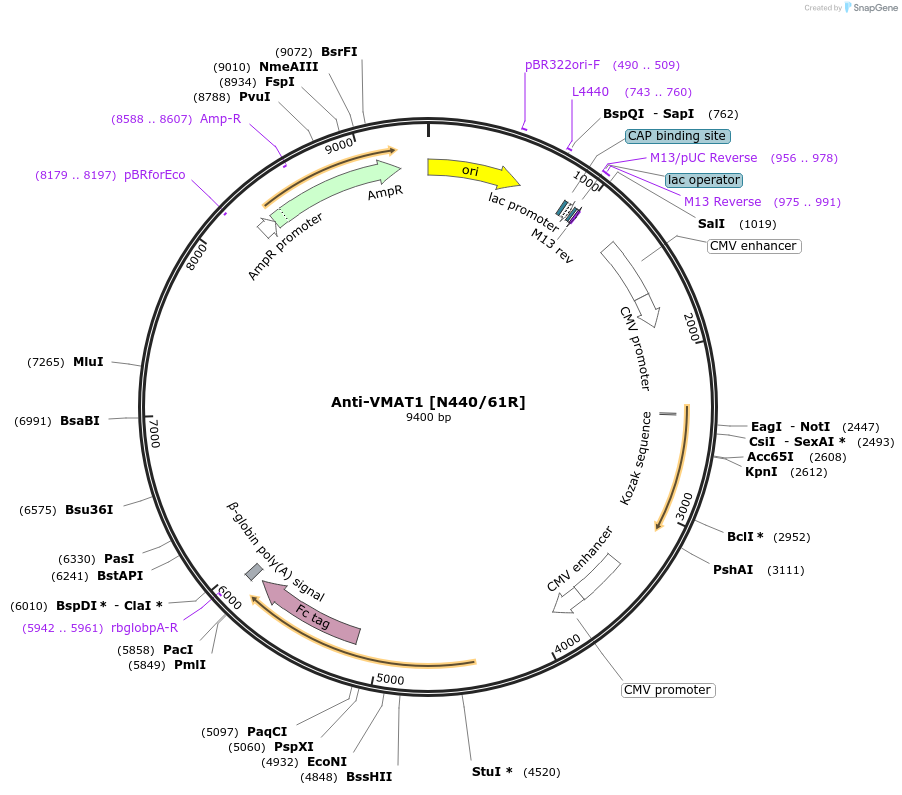 206580-plasmid-map-sequence-id-425733