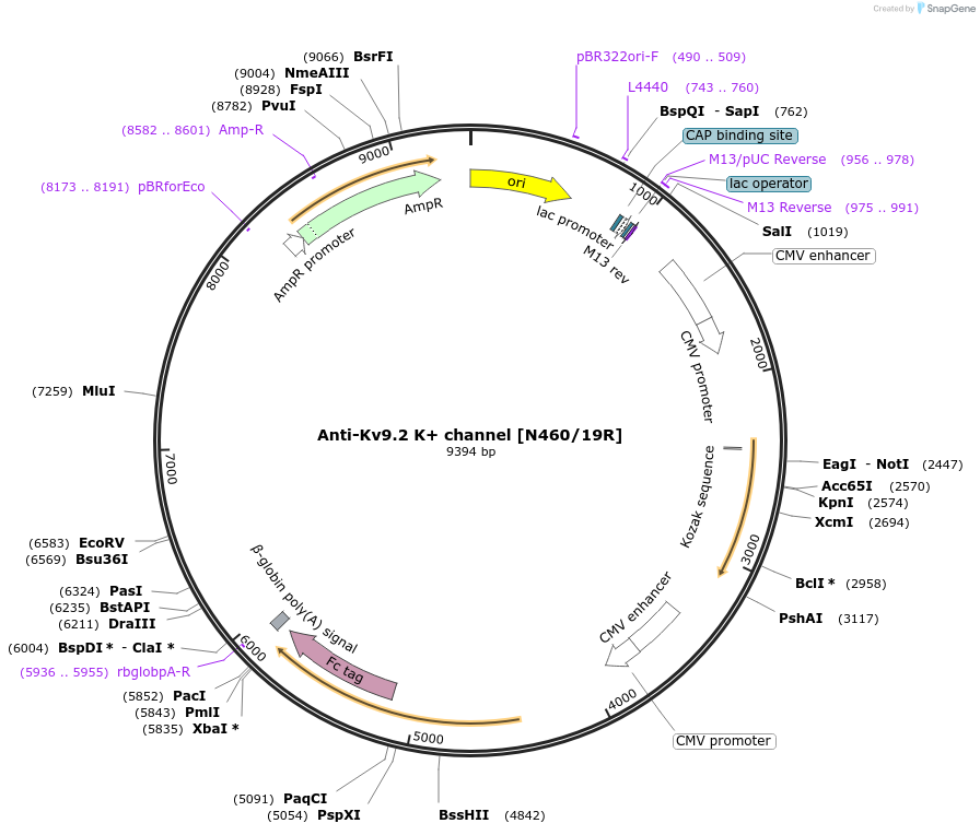 206591-plasmid-map-sequence-id-425736