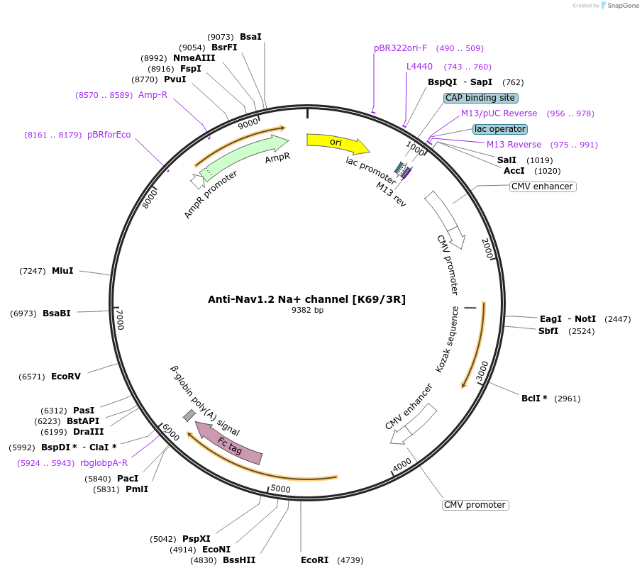 206520-plasmid-map-sequence-id-425737