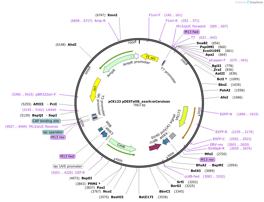 213512-plasmid-map-sequence-id-425739