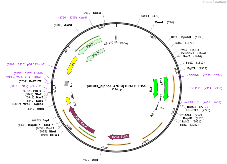 211836-plasmid-map-sequence-id-425761