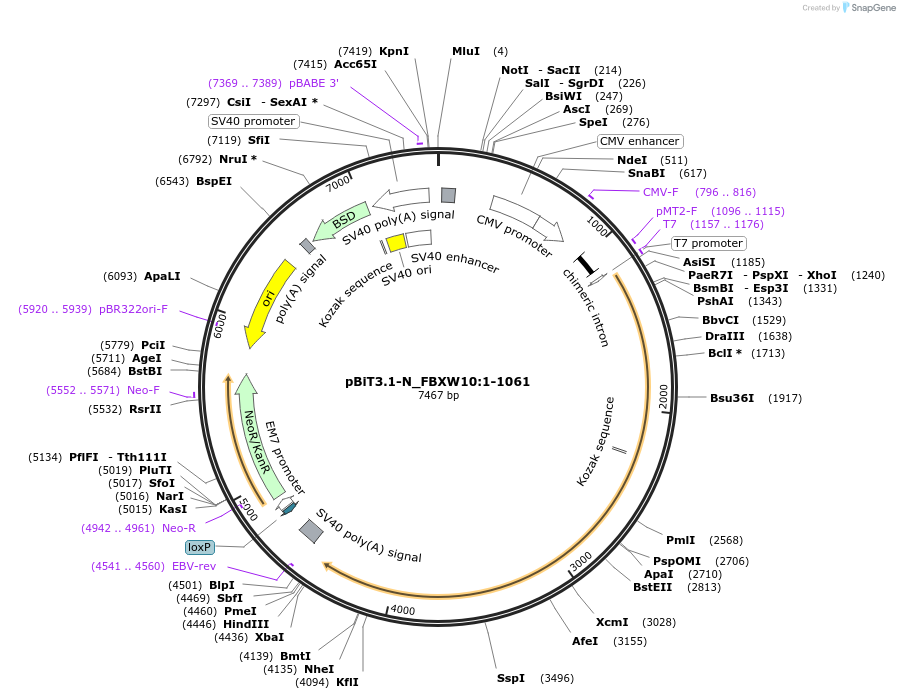 211207-plasmid-map-sequence-id-425789