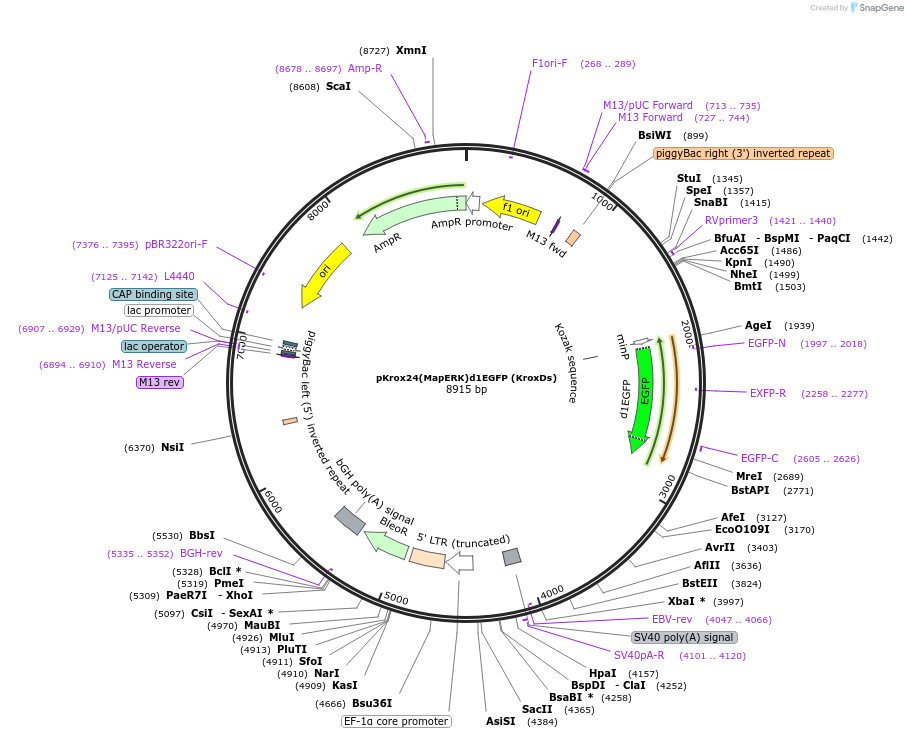 214912-plasmid-map-sequence-id-425799