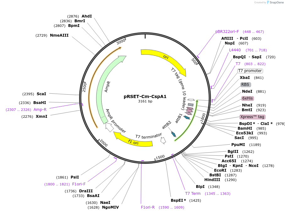 215398-plasmid-map-sequence-id-425806
