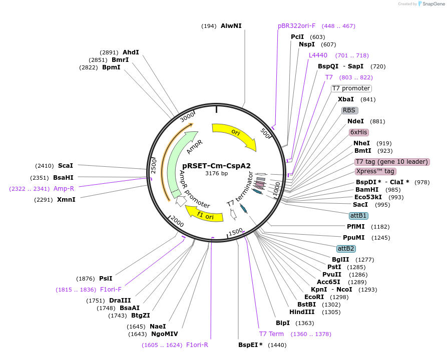215399-plasmid-map-sequence-id-425807