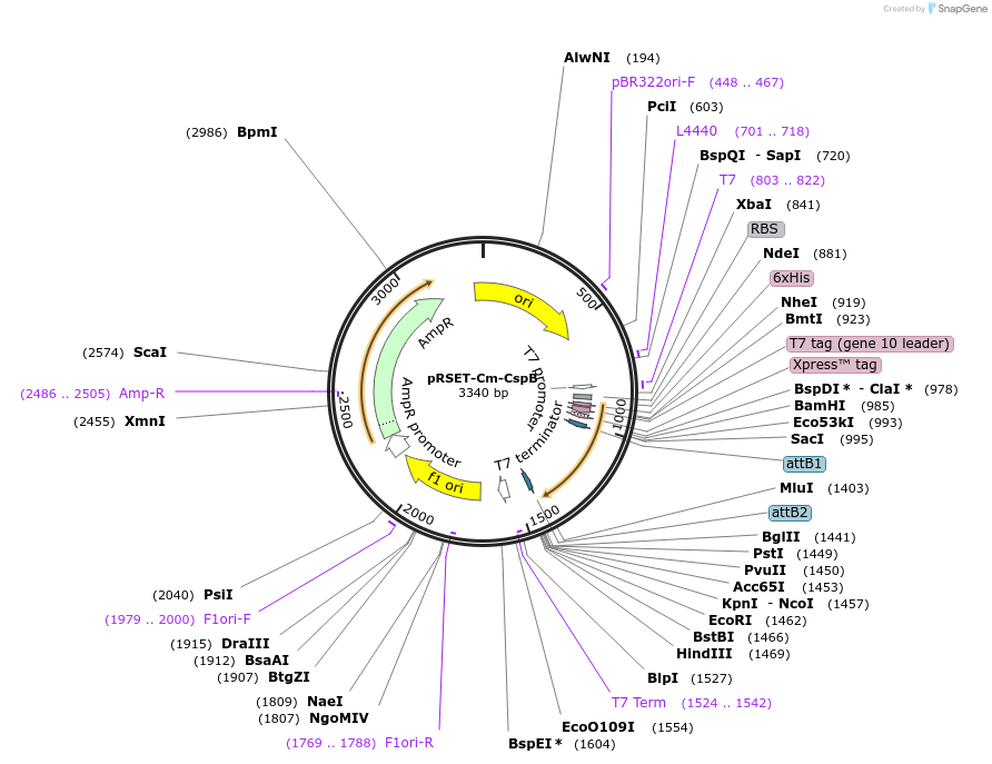 215400-plasmid-map-sequence-id-425808
