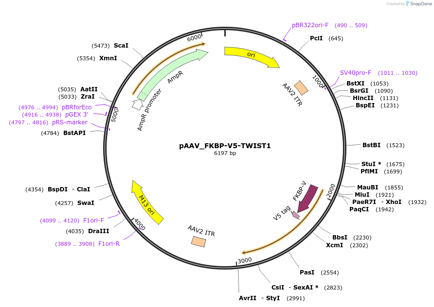 215022-plasmid-map-sequence-id-425811