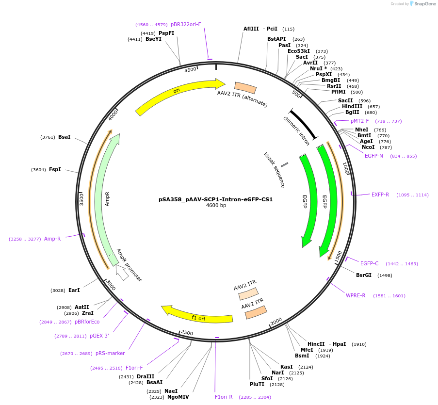 215513-plasmid-map-sequence-id-425821