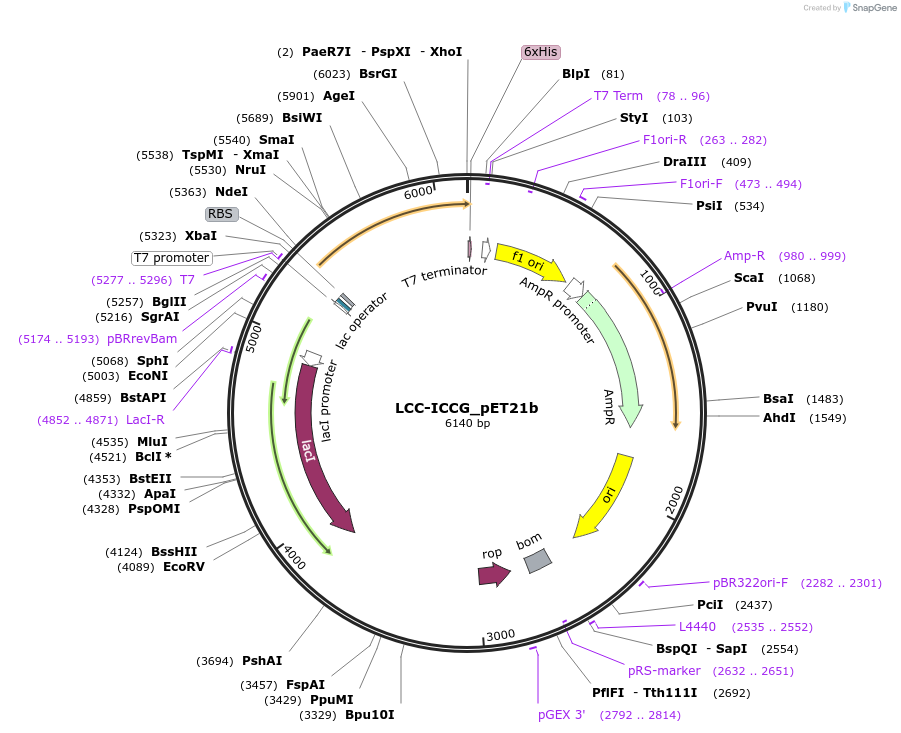 215408-plasmid-map-sequence-id-425822