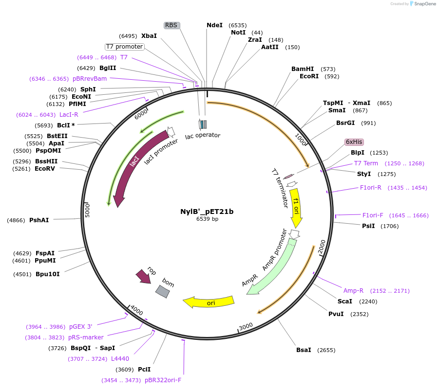 215416-plasmid-map-sequence-id-425823