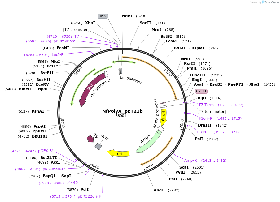 215413-plasmid-map-sequence-id-425825