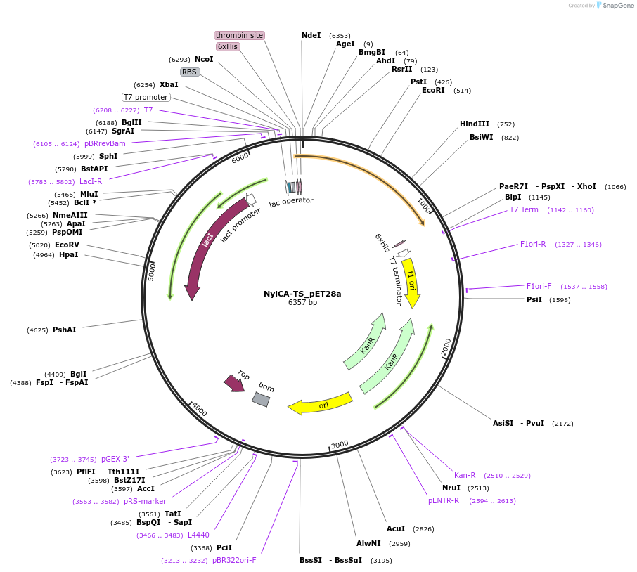 215419-plasmid-map-sequence-id-425831