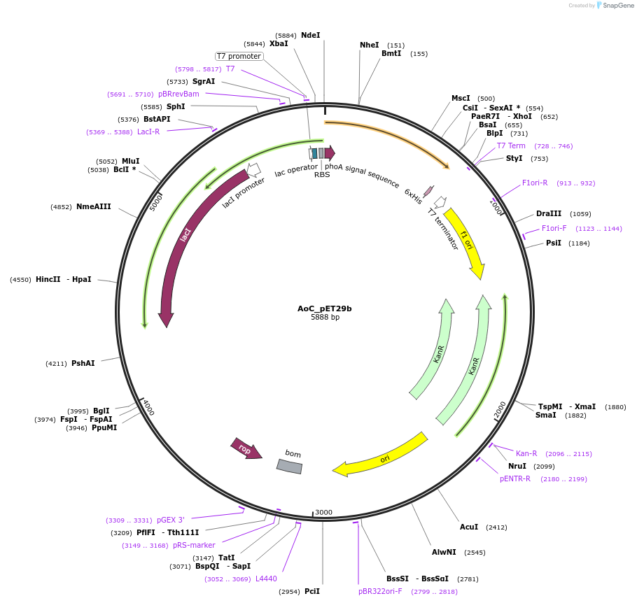 215402-plasmid-map-sequence-id-425835