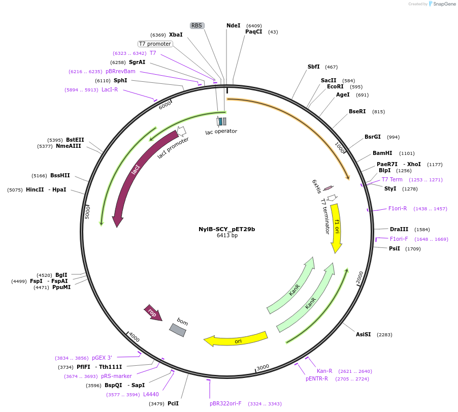 215415-plasmid-map-sequence-id-425838