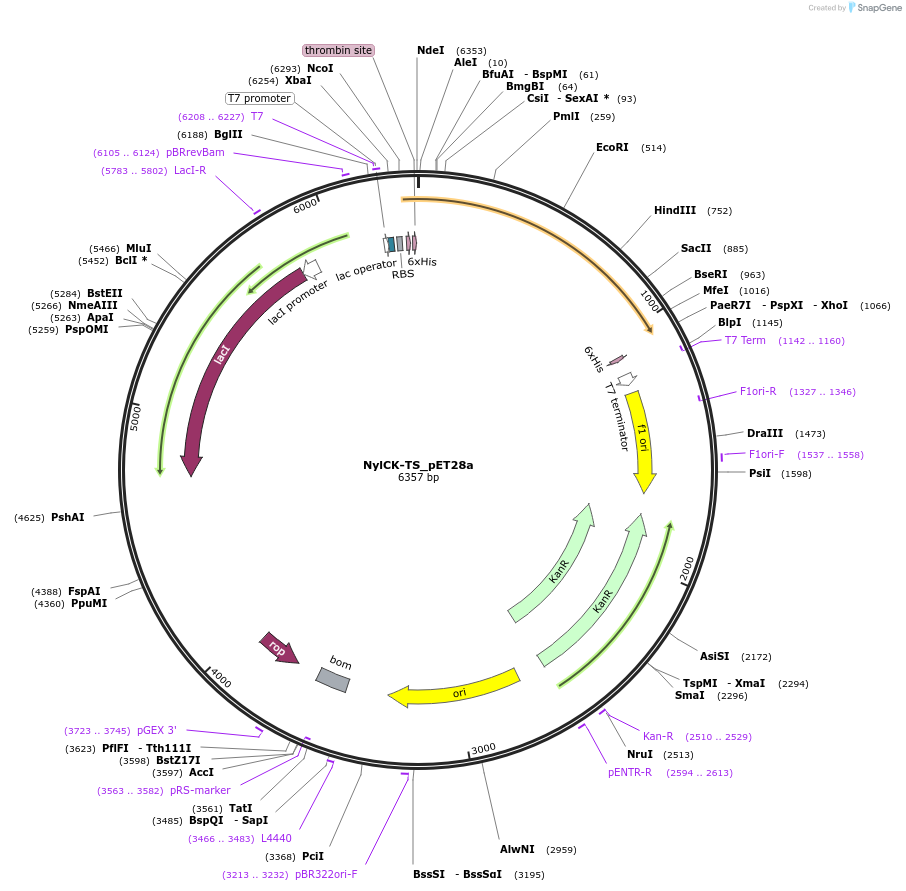 215423-plasmid-map-sequence-id-425841