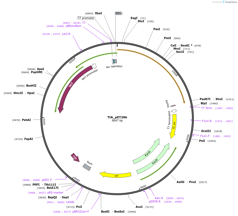 215432-plasmid-map-sequence-id-425842