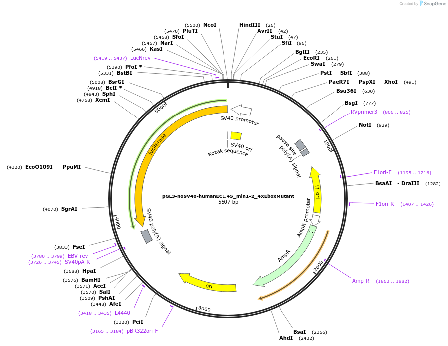 215026-plasmid-map-sequence-id-425844