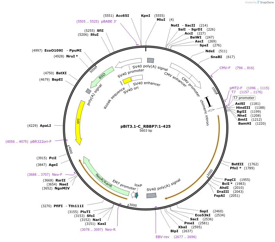 211152-plasmid-map-sequence-id-425851