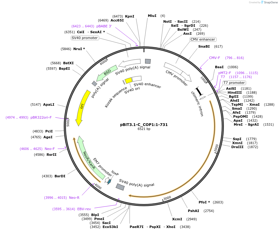 211156-plasmid-map-sequence-id-425855