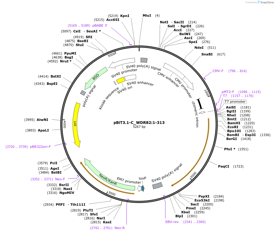 211158-plasmid-map-sequence-id-425857