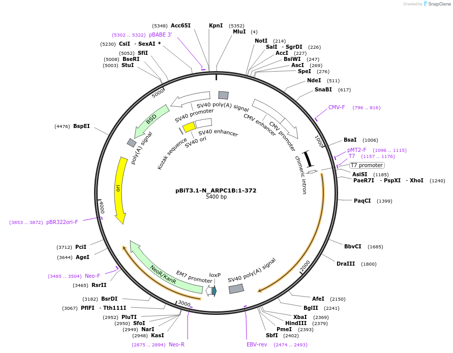 211195-plasmid-map-sequence-id-425894