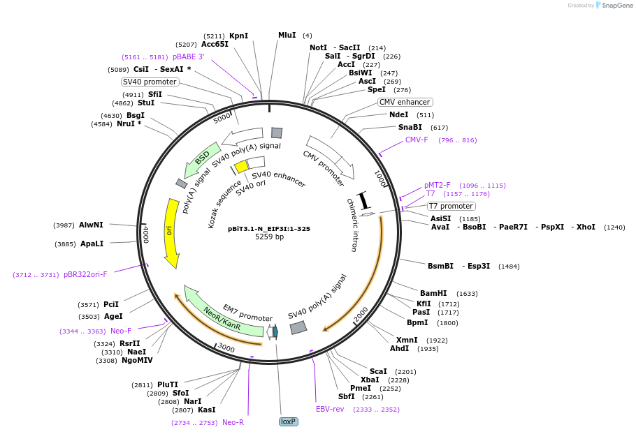 211206-plasmid-map-sequence-id-425903