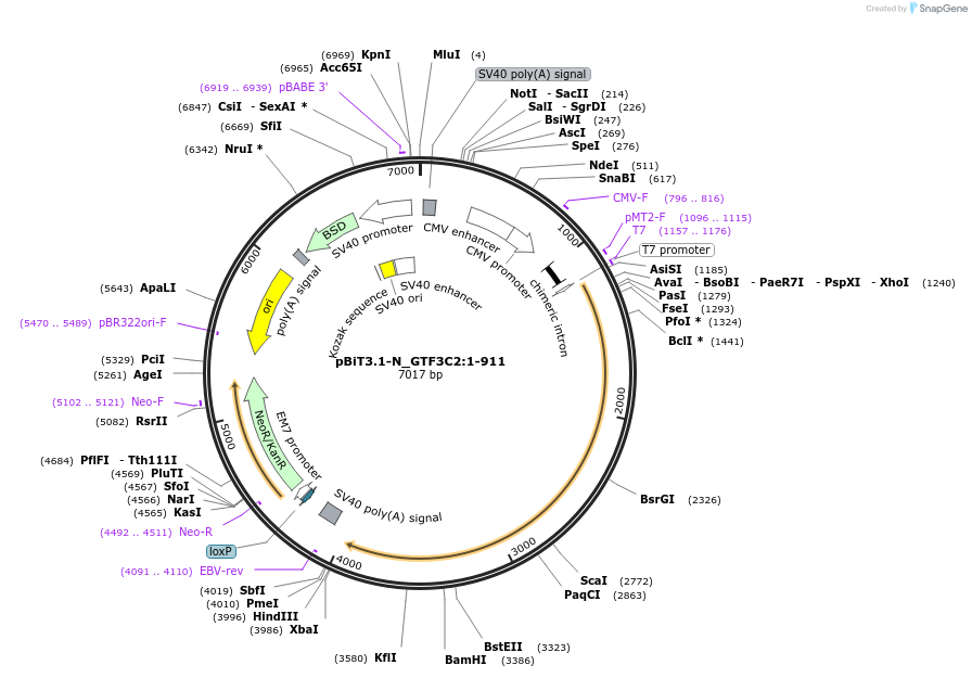 211210-plasmid-map-sequence-id-425906