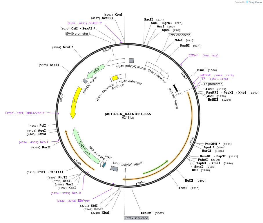 211211-plasmid-map-sequence-id-425907