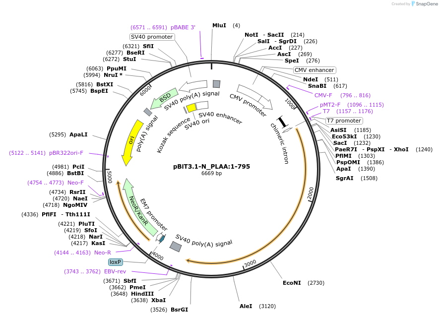 211225-plasmid-map-sequence-id-425919