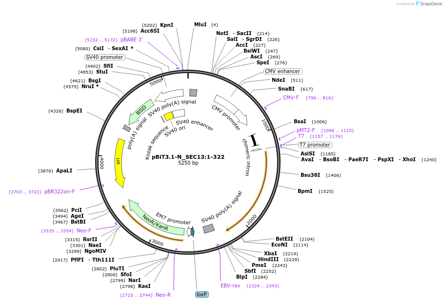 211229-plasmid-map-sequence-id-425923