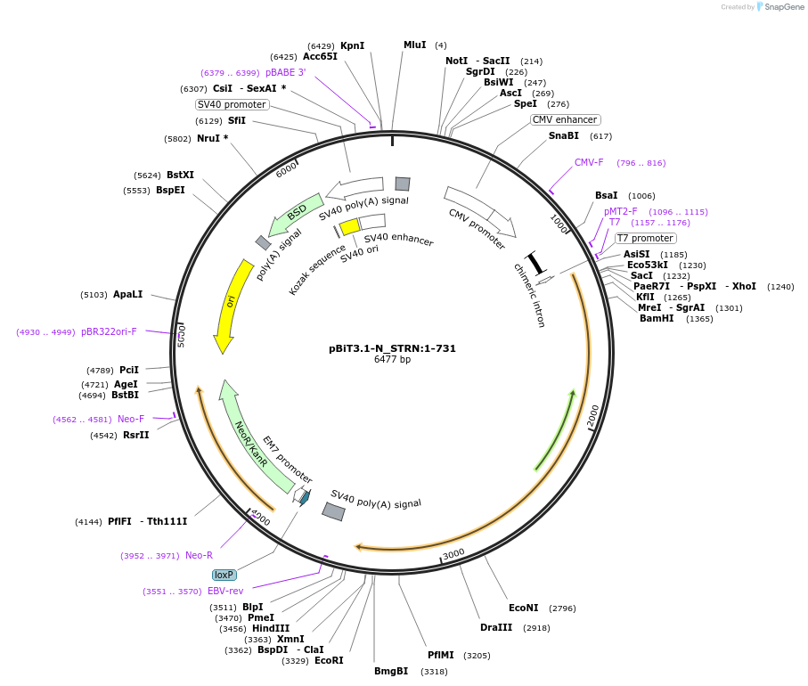 211230-plasmid-map-sequence-id-425924