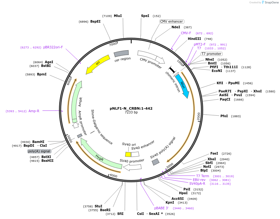 211066-plasmid-map-sequence-id-425945