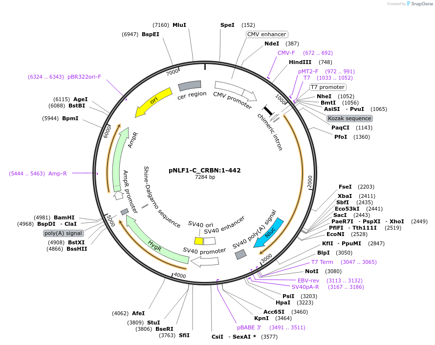 211067-plasmid-map-sequence-id-425946