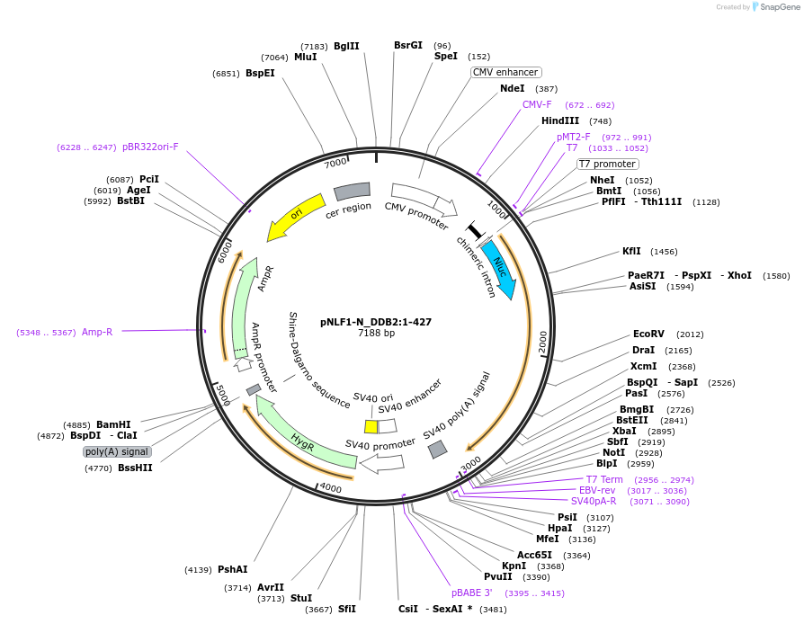 211068-plasmid-map-sequence-id-425947