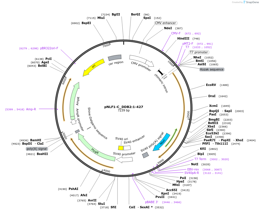 211069-plasmid-map-sequence-id-425948