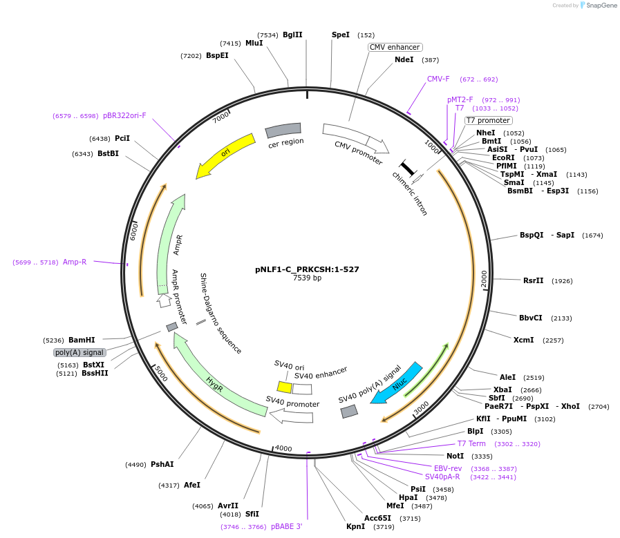 211091-plasmid-map-sequence-id-425969
